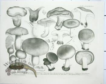 Mushroom Atlas 56